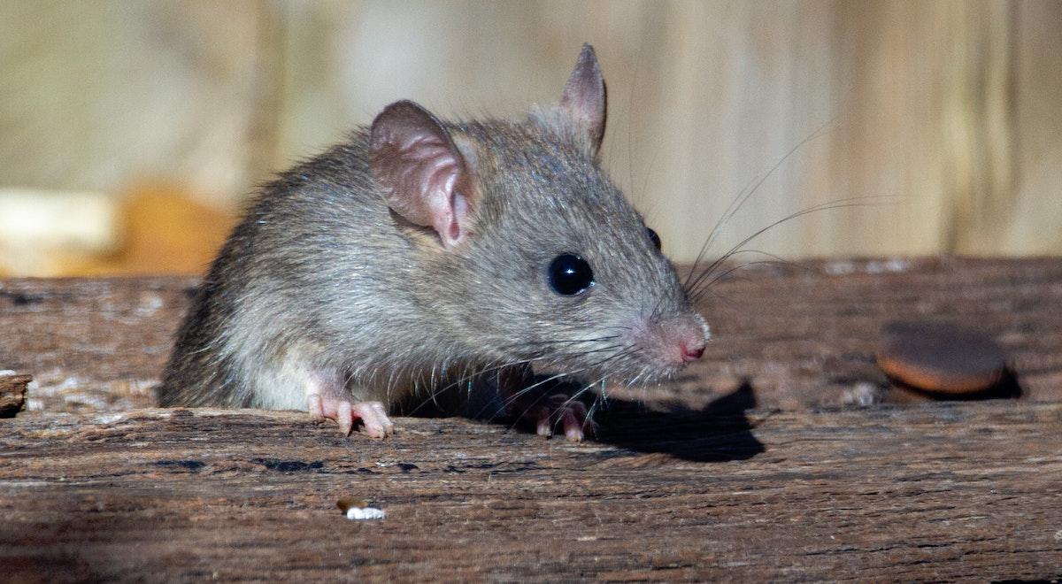 Gray rat