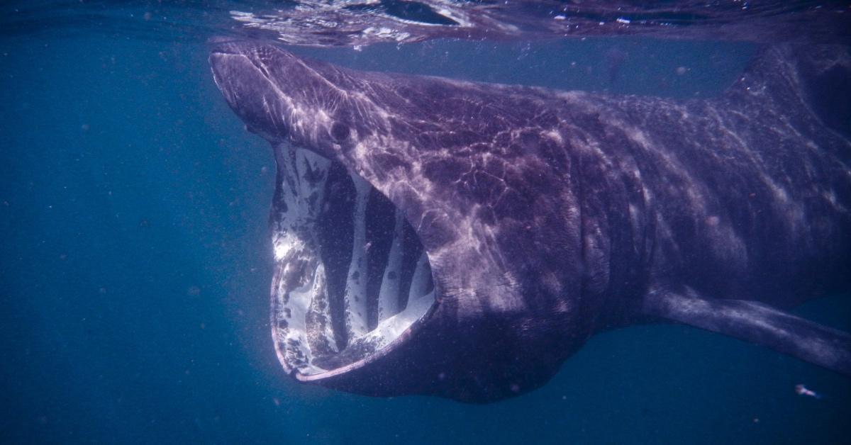 Basking shark swimming with their mouth open underwater.