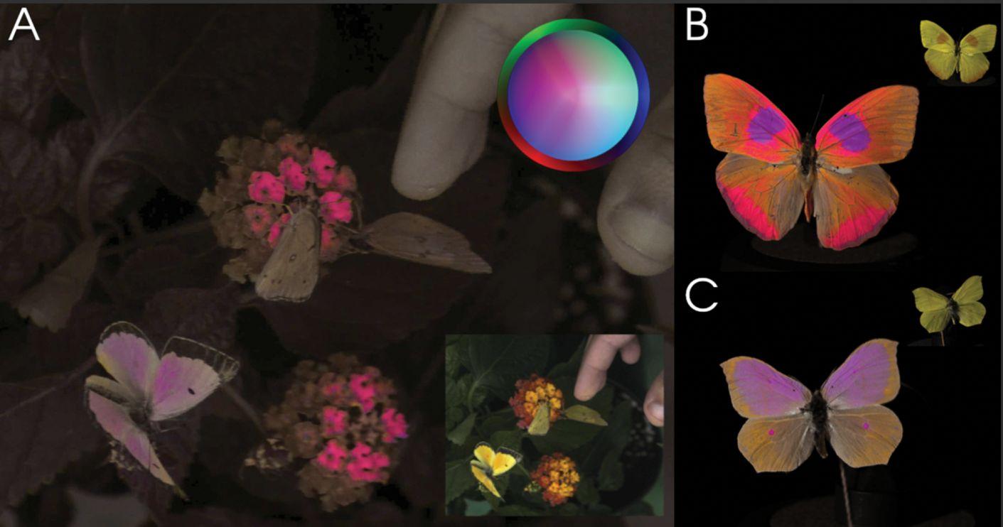 Three male orange butterflies appear in frame excerpts from false color videos.