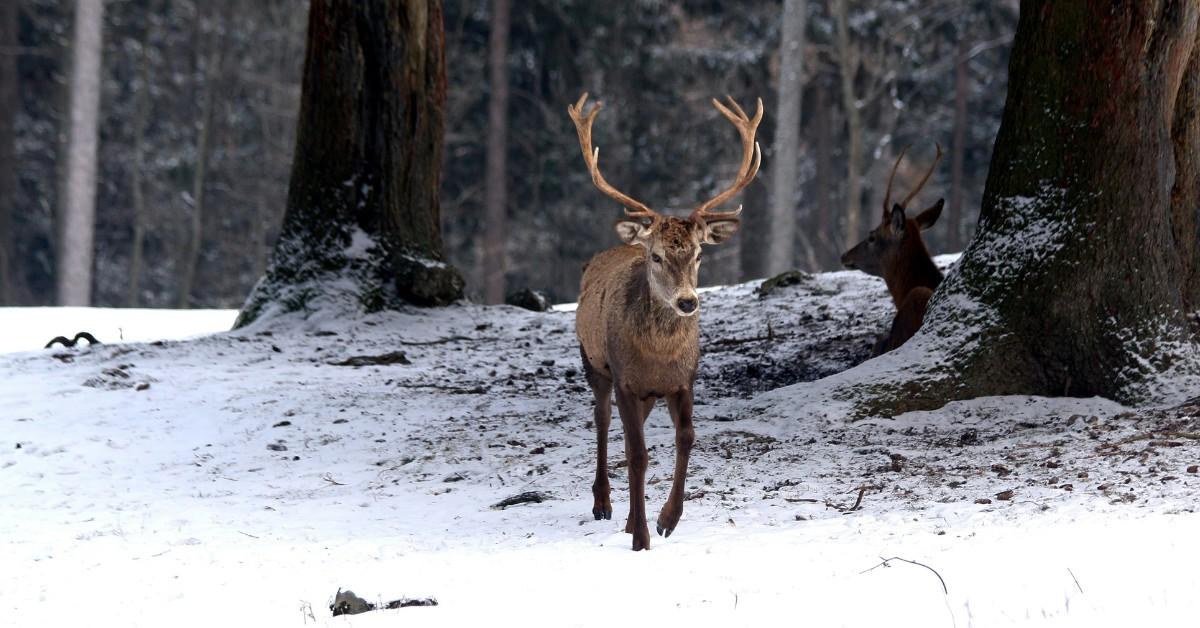 A buck walks through the snow on a cold winter's day