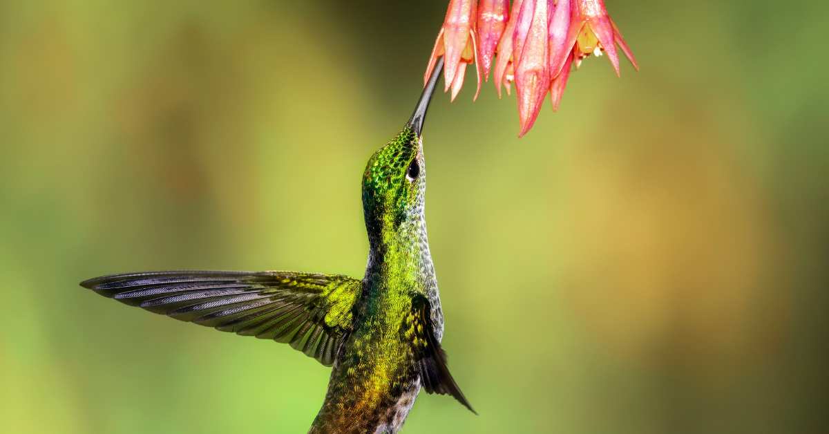 A hummingbird drinks from a flower