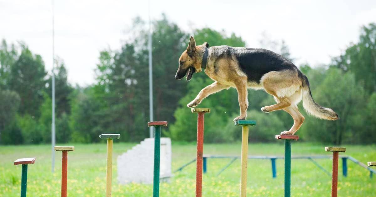 Side view of German Shepherd Dog training on elevated stepping platforms