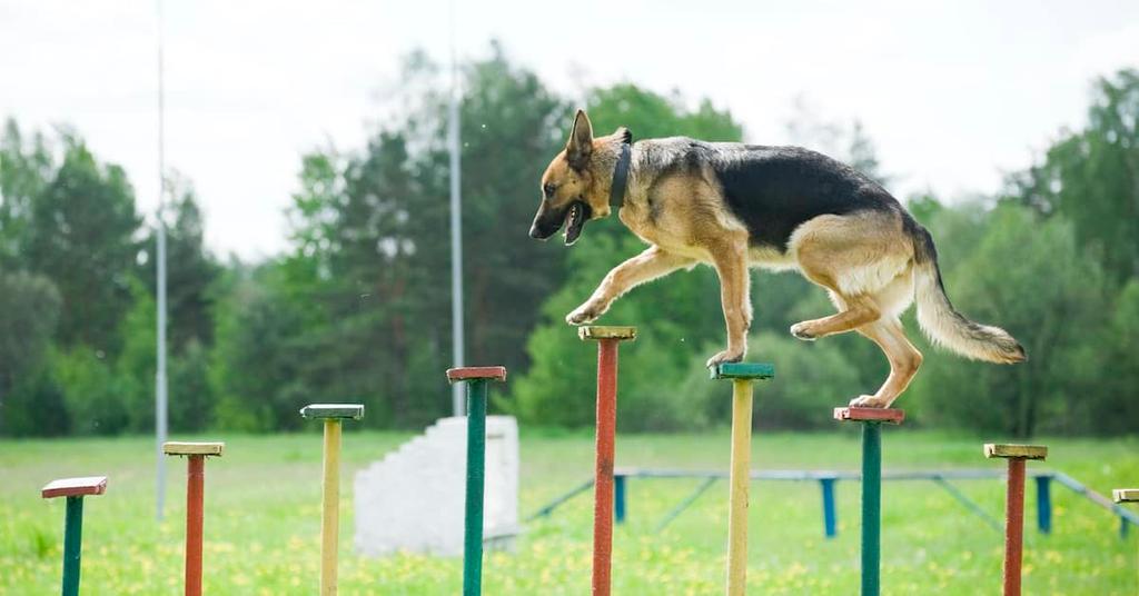 Are German Shepherds Aggressive What's Their Temperament?