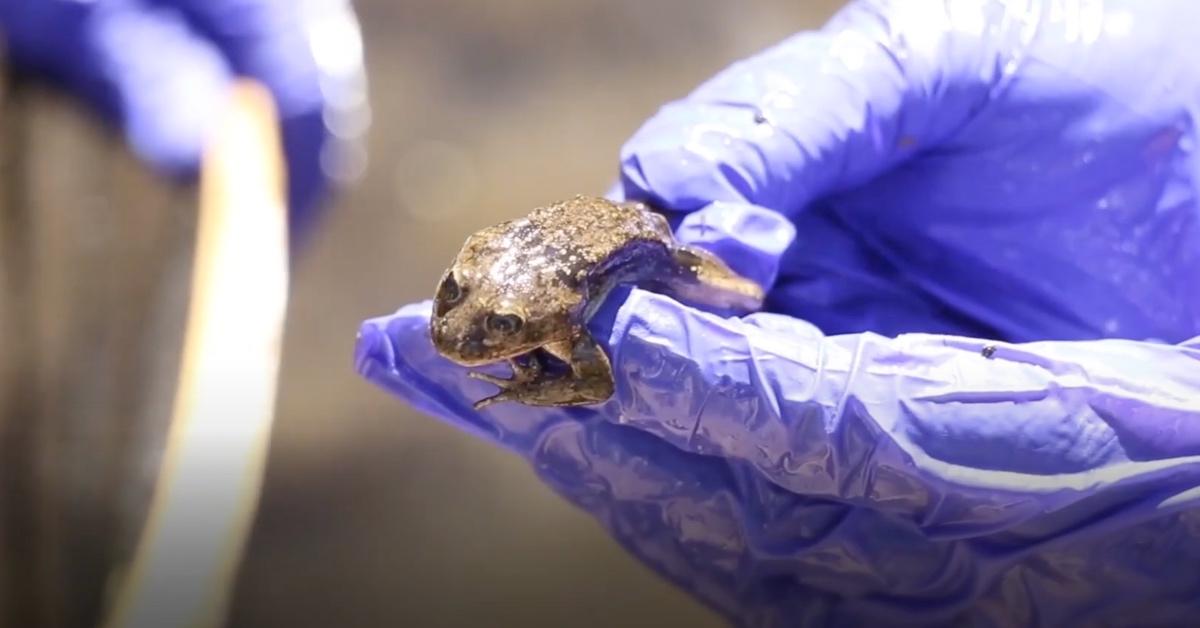 Scientist holds an endangered Loa water frog in a purple glove in 2019. 