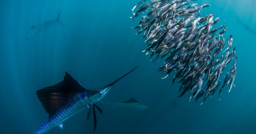 Here's A List Of The Fastest Fish In The Ocean