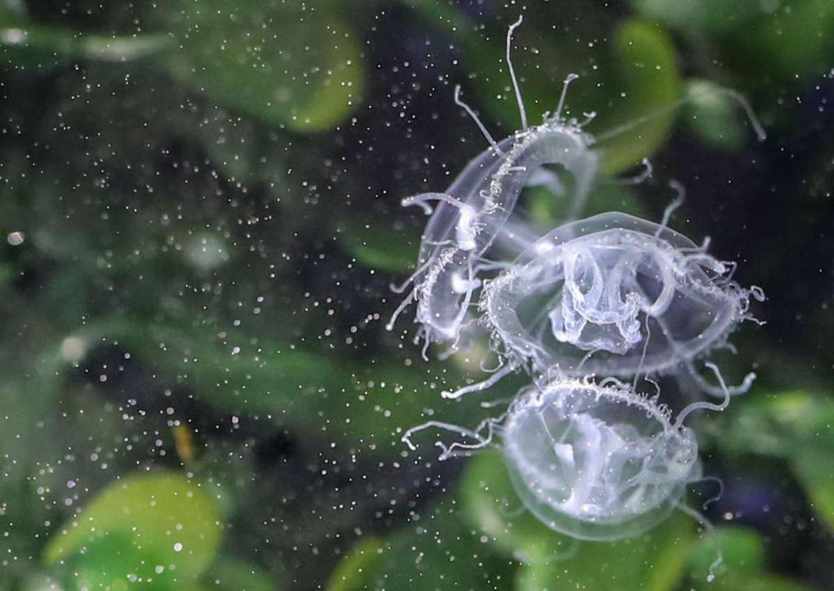 pn/dab fe a ae dacbc