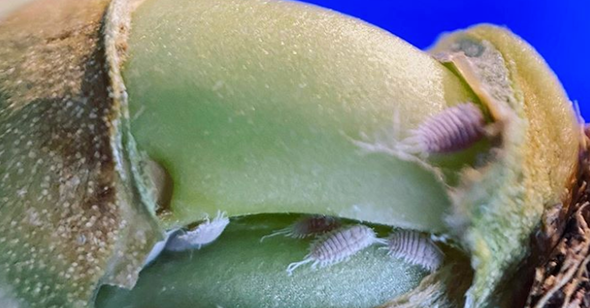 where do mealybugs come from