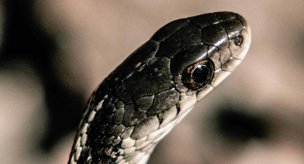 common garter snake head