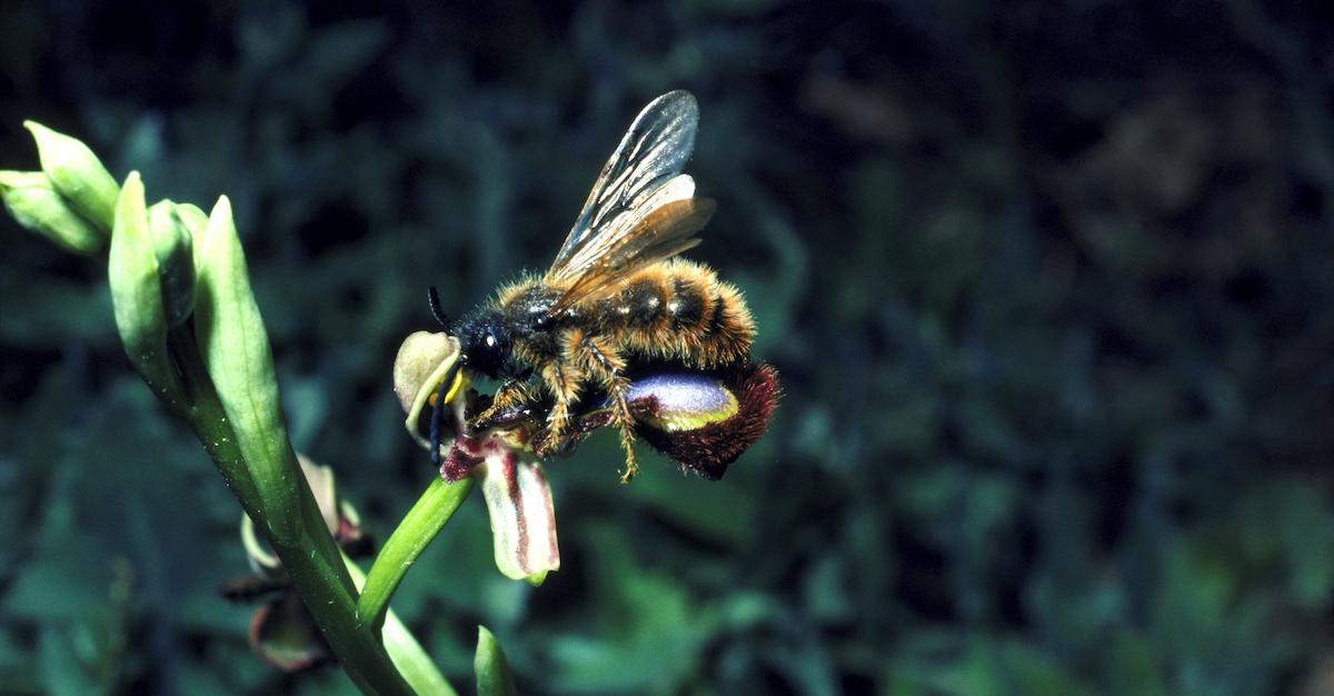 bee conservatin