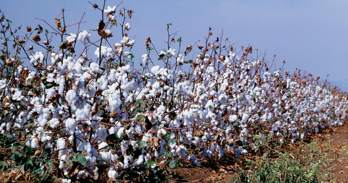 Environmental Justice Foundation  Clothes and climate: Is cotton…