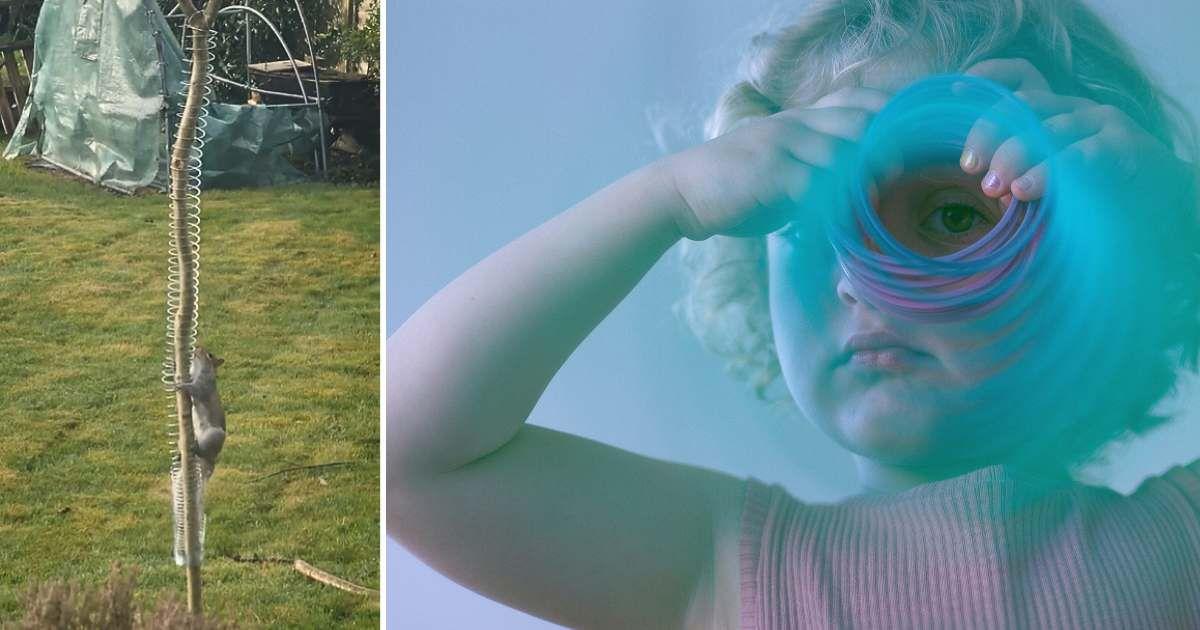 (L) Squirrel climbing a bird feeder pole (Cover Image Source: Reddit | u/stateit) | (R) A kid holding a slinky spring toy (Representative Cover Image Source: Unsplash | Yuri Malishenko)