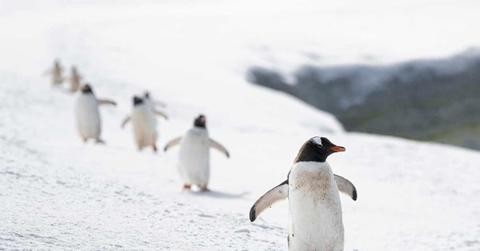 A rookery of penguins waddling through a 'penguin highway' in the snowy expanse. (Representative Cover Image Source: Pexels | Hugo Sykes)