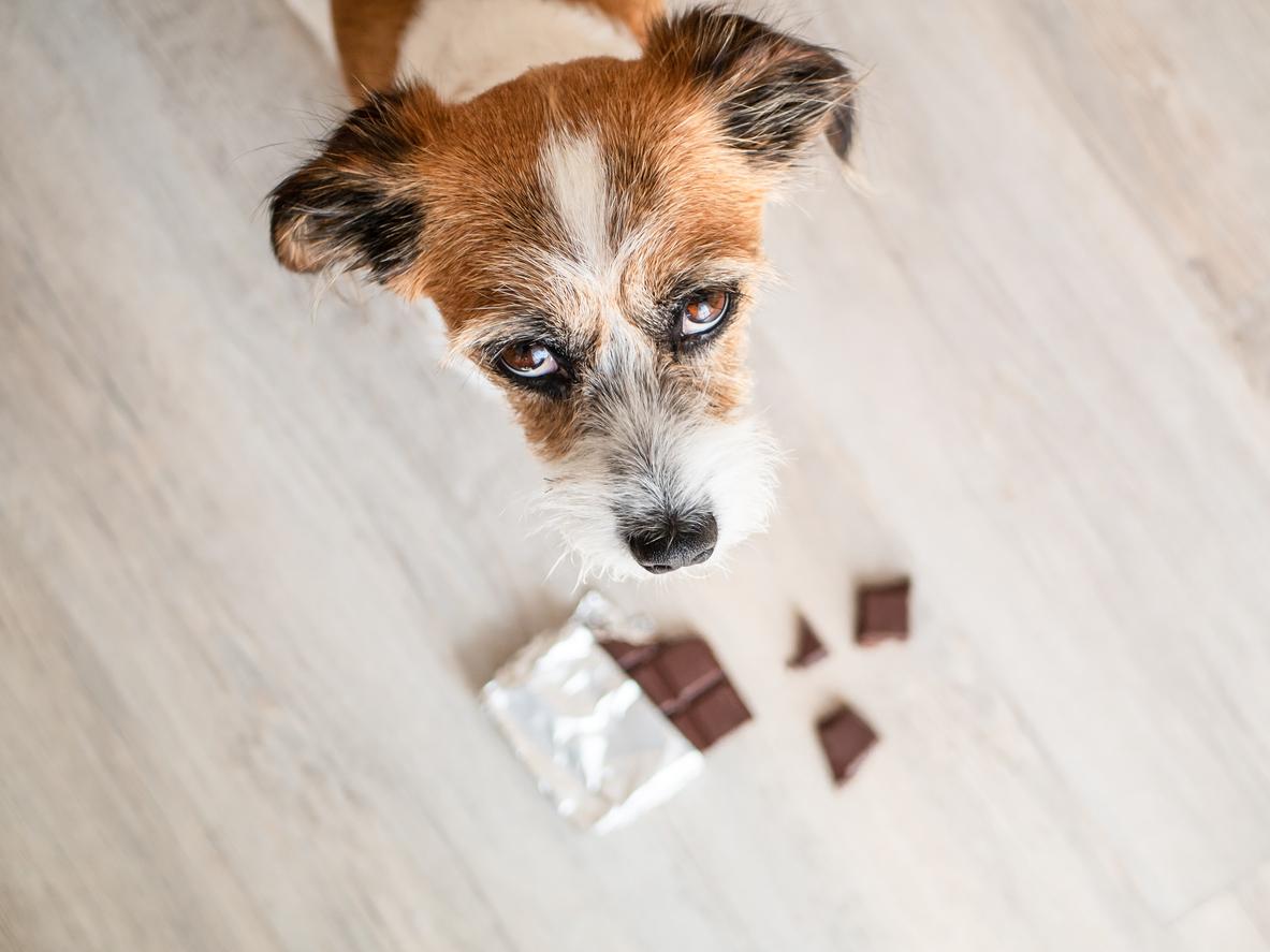 20 Toxic Foods Dogs Should Never Eat