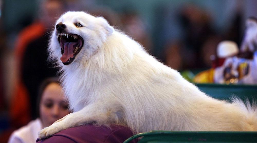 Why Do Dogs Sigh Loudly? It Isn’t Only Because They’re Frustrated