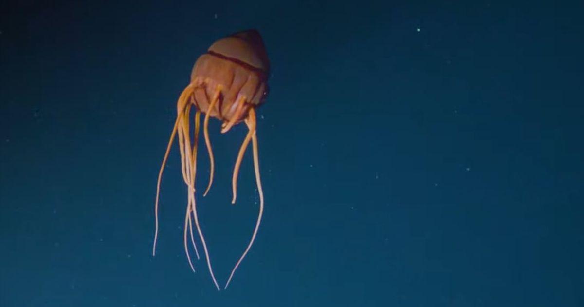 Elusive crimson-colored red helmet jellyfish with long fringing tentacles recorded by OceanX researchers in Norway (Cover Image Source: OceanX)