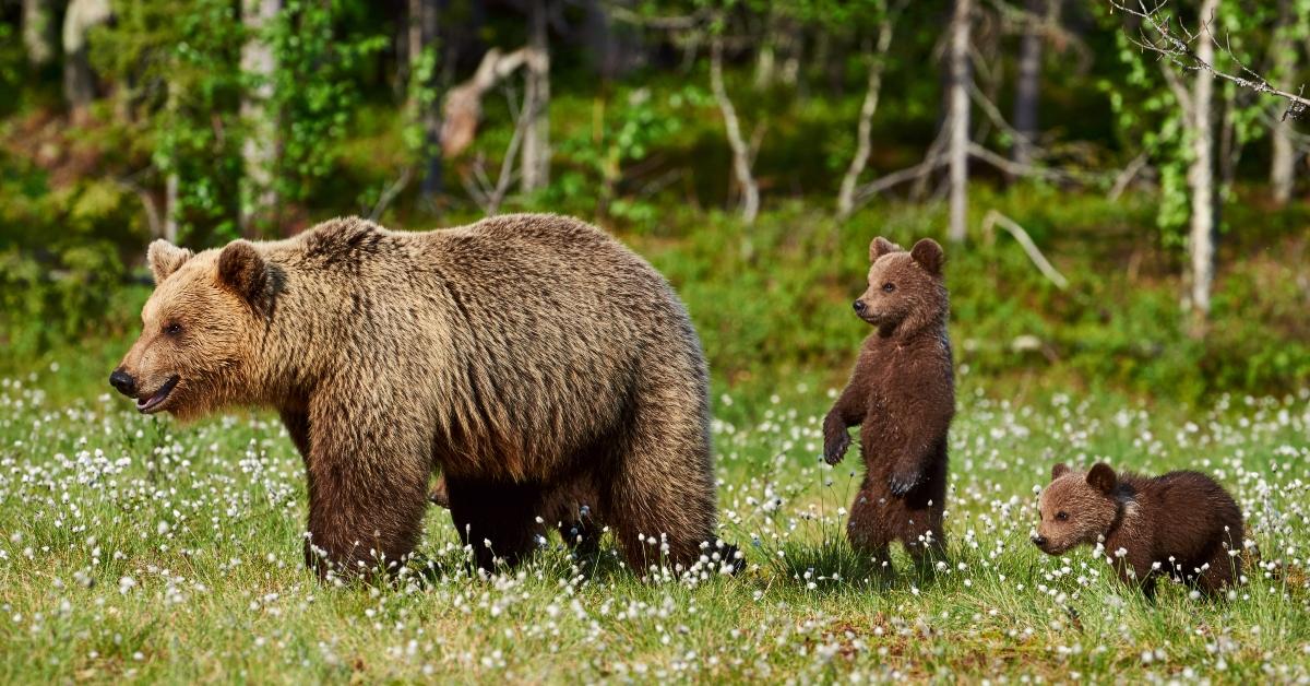 A brown bear sow with two cubs. 