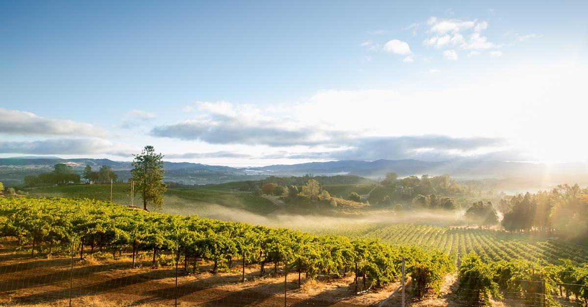 climate change vineyards