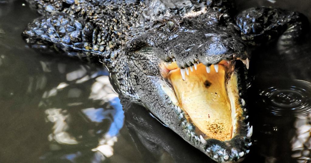 Crocodile Jumps Into A Fisherman's Boat In Australia