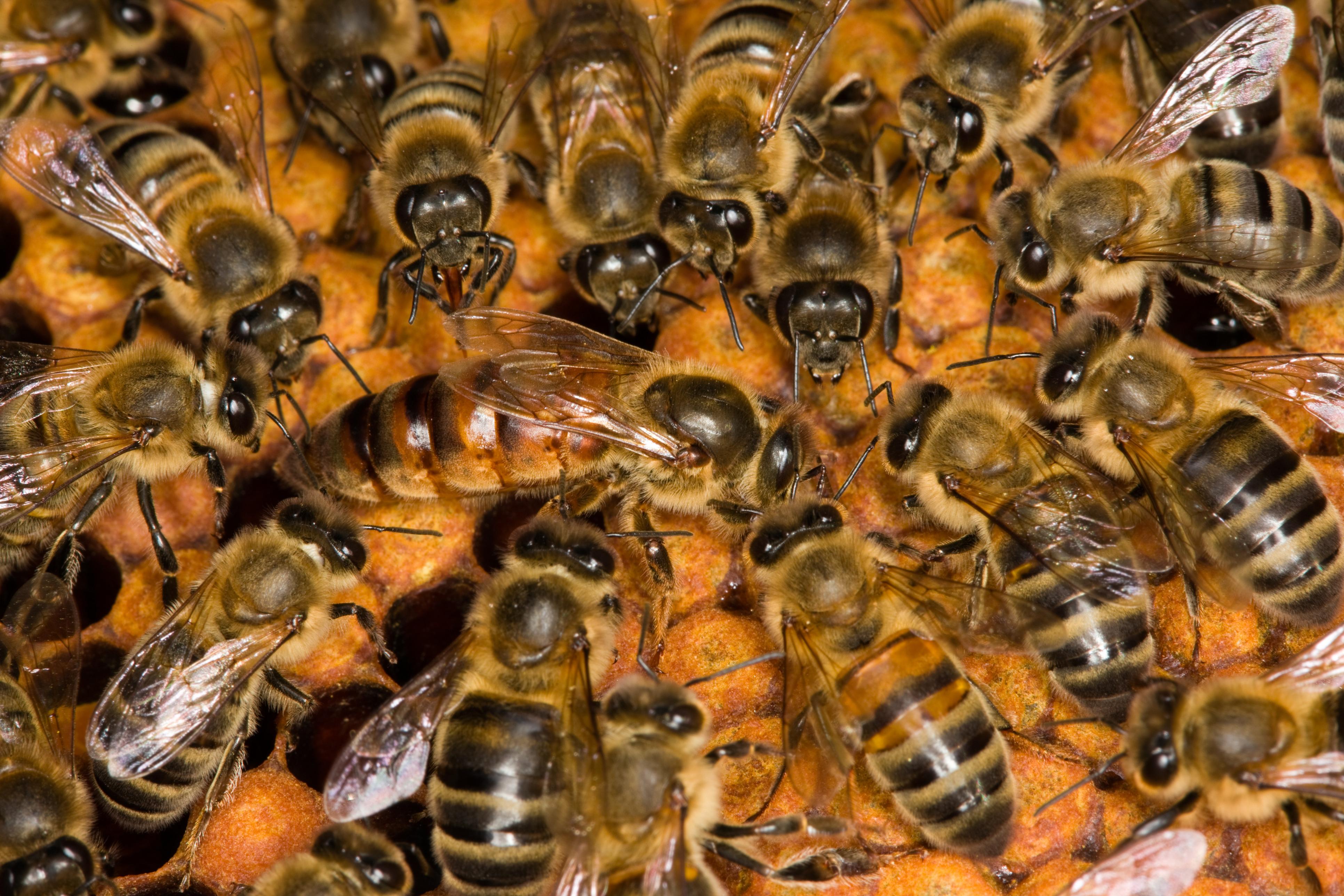 Find Out What Happens When a Queen Bee Dies