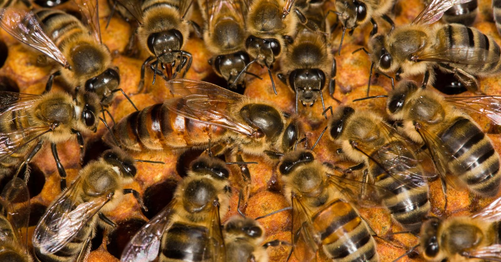 Find Out What Happens When a Queen Bee Dies