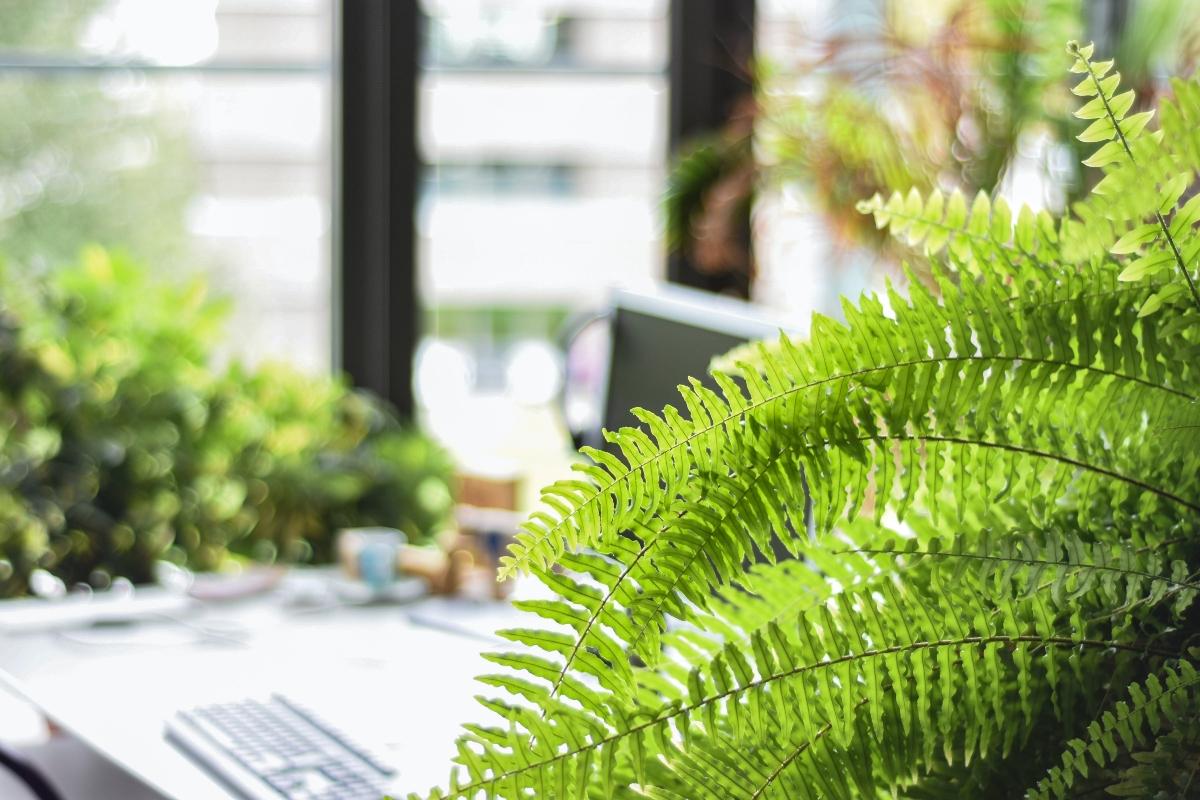 Boston fern with table in background