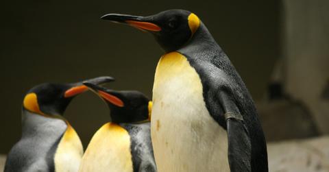 Profile view of an emperor penguin