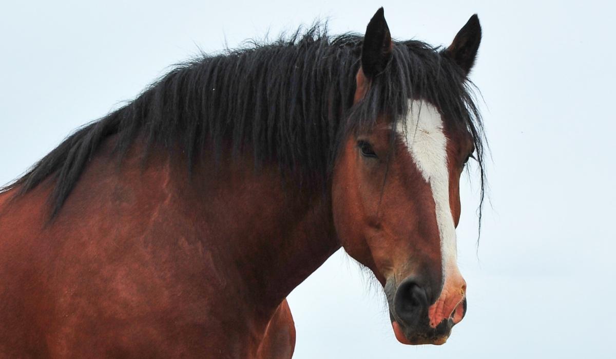Closeup photograph of a Clydesdale horse. 