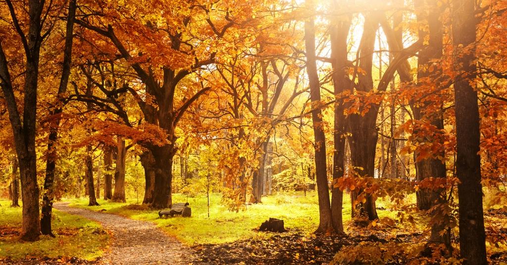 Fastest Growing Shade Trees