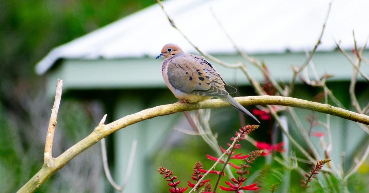 A mourning dove sits on a branch outside with a pavilion in the background. 