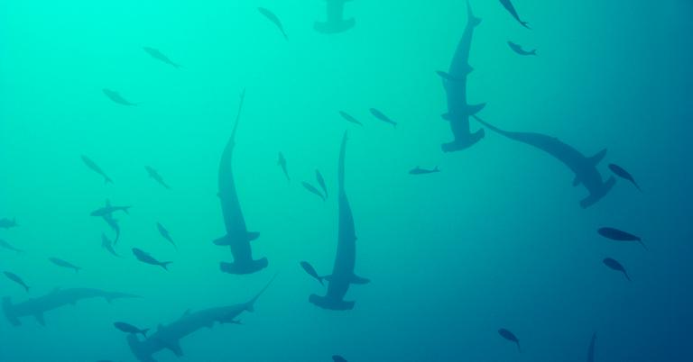 The Migration of Hammerhead Sharks Could Endanger the Species