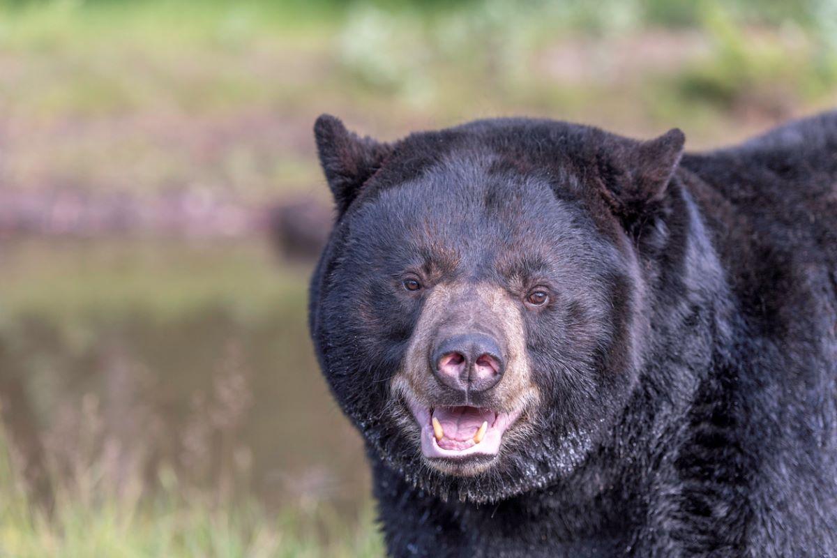 A black bear facing the camera