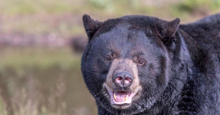 What's the Difference Between Black Bears vs. Grizzly Bears?