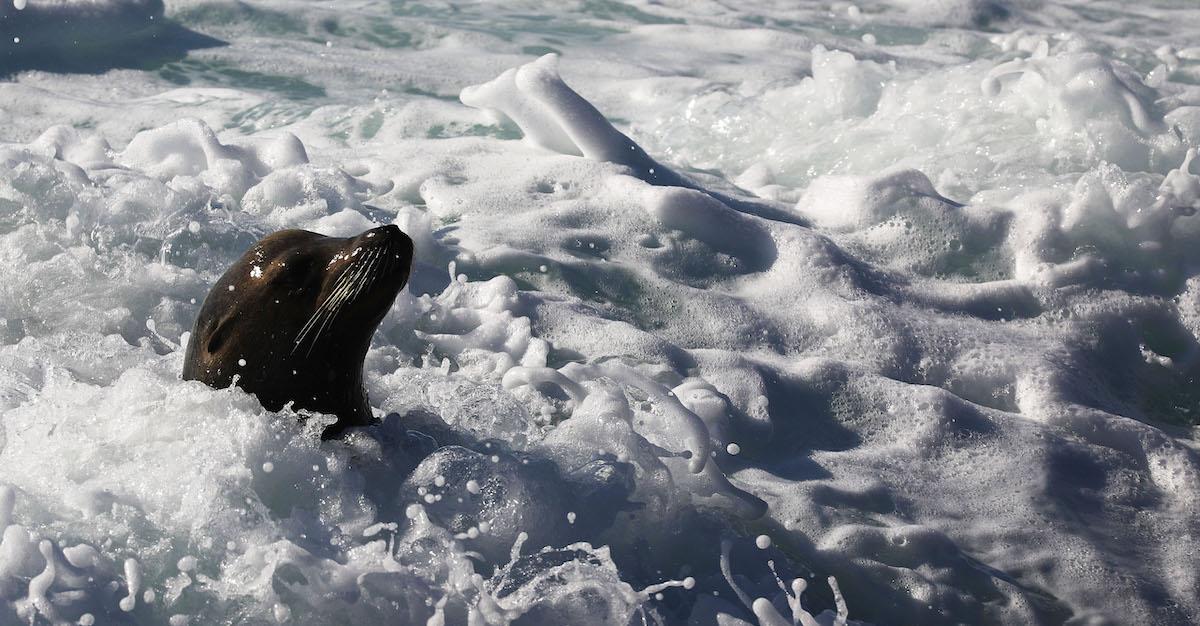 Sea Lions Stranded