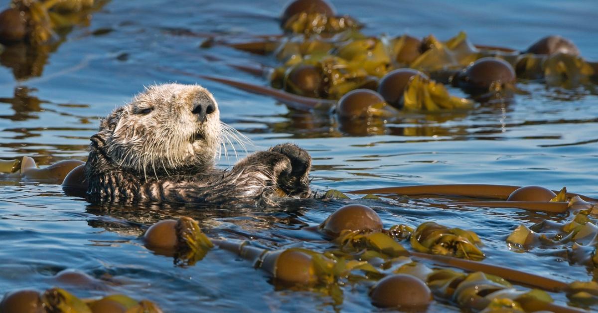 Sea otter swimming in a cluster of kelp