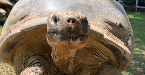 galapagos turtle at philly zoo