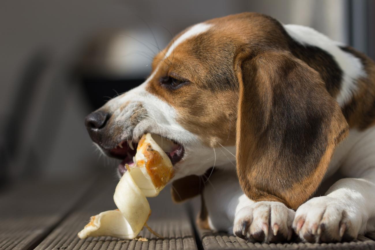 why are rawhide bones bad for dogs