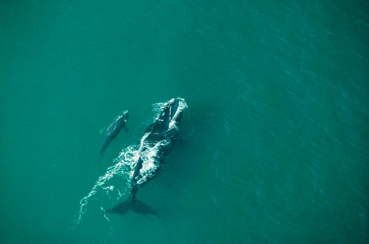 north atlantic right whales calves