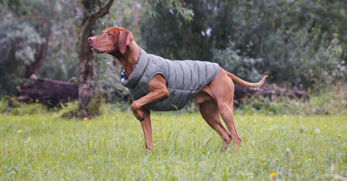 Dog in Snoot Style vest walks on graas field