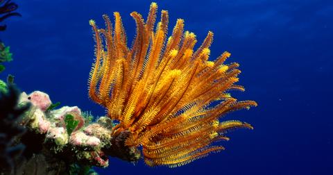 A feather star, aka jimbacrinus crinoid.