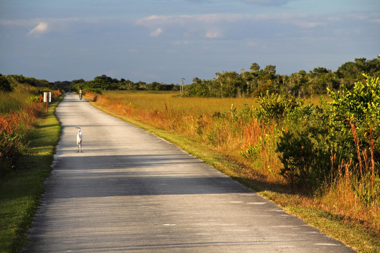 Shark Valley Everglades National Park