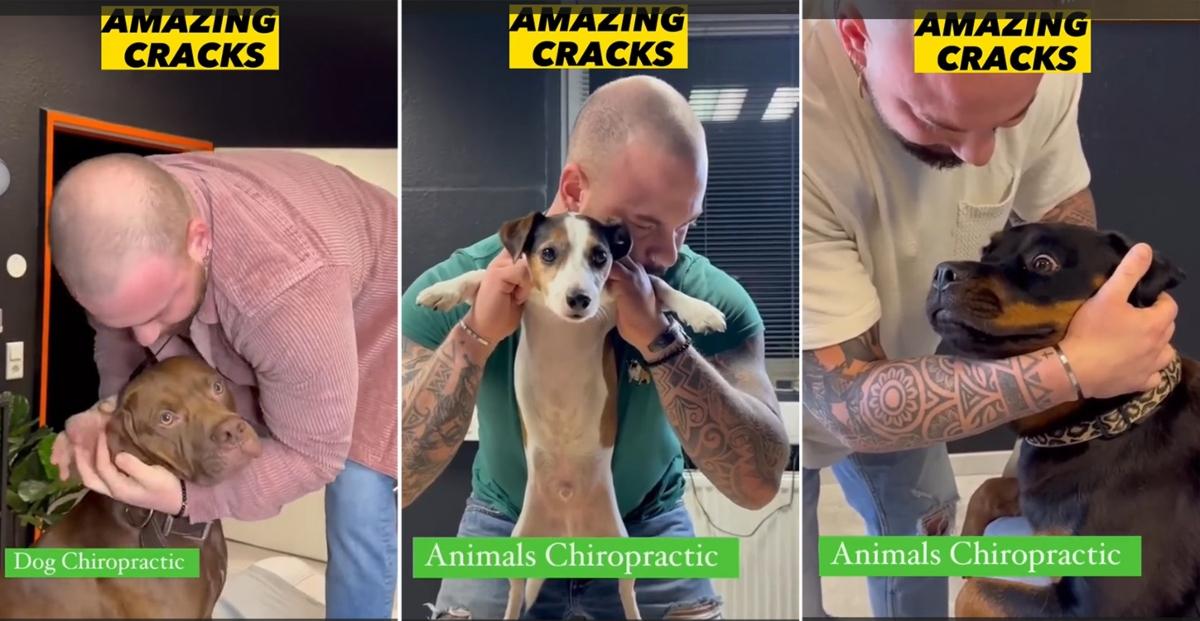 man giving chiropractic adjustments to dogs