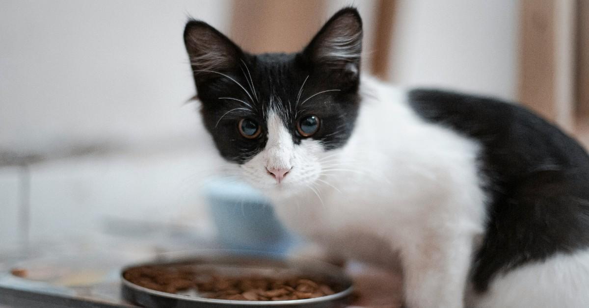 A black and white cat looks up from her food dish