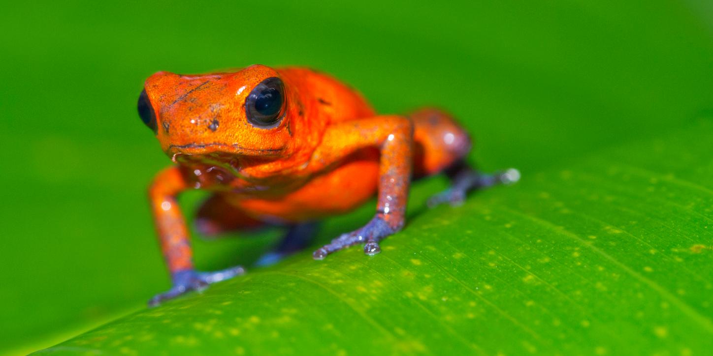 A red and blue poison dart frog on a leaf.