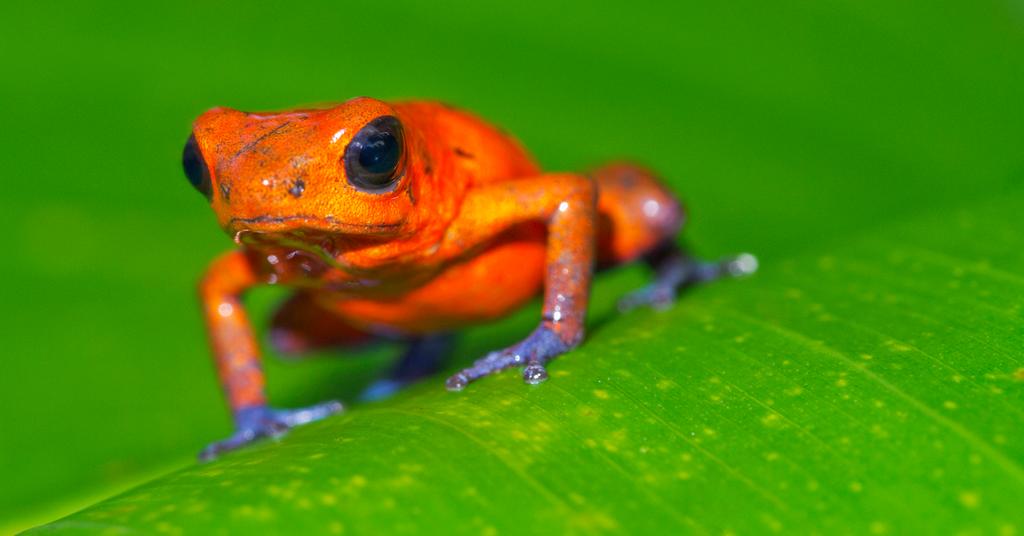 10 Facts About Poison Dart Frogs, Who Are Tiny but Deadly