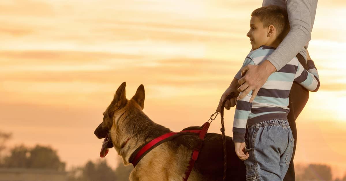 Side view of a German Shepherd Dog with their family watching a beautiful sunset