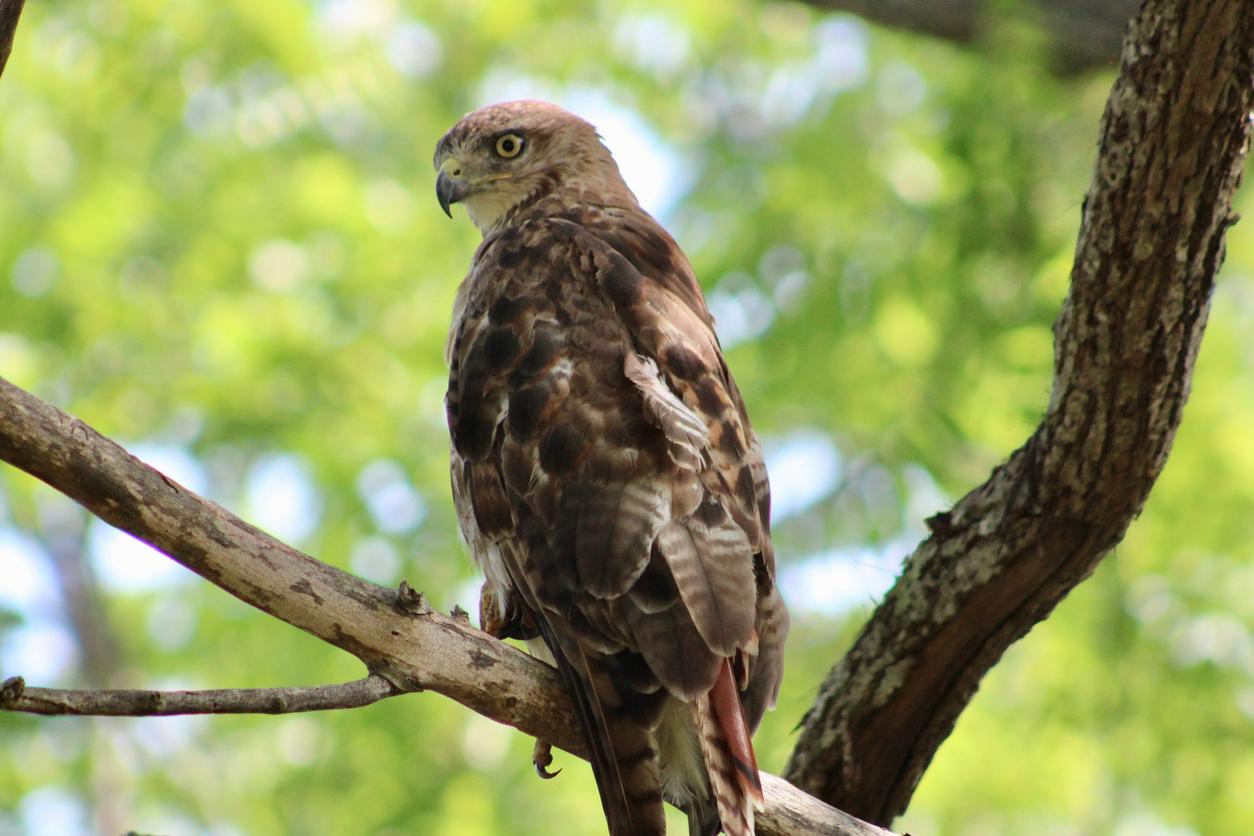 A red-tailed hawk appears perched on a branch in a tree.