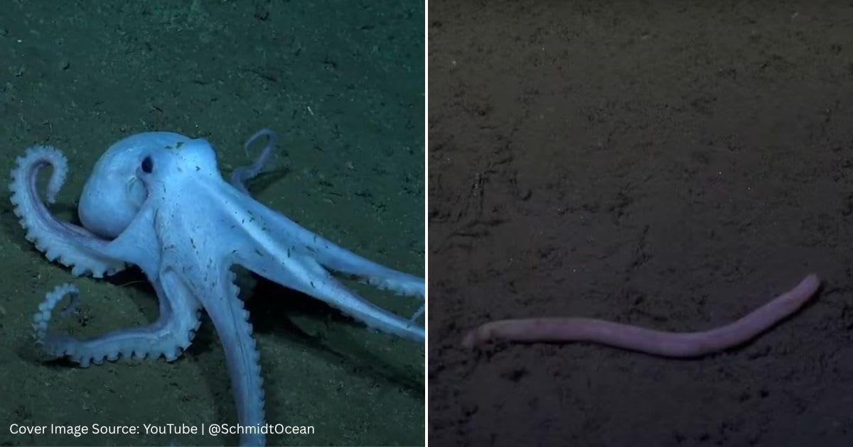 Screenshots of a few deep-sea creatures. (Cover Image Source: YouTube | @SchmidtOcean)
