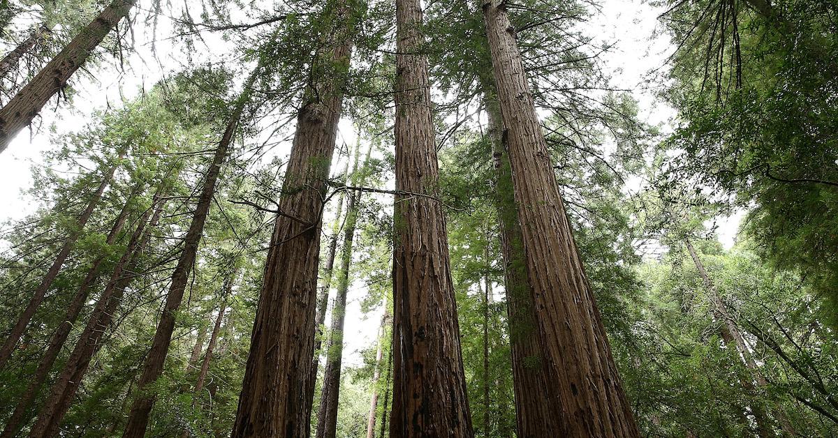 Redwood Forest Returned to Tribes