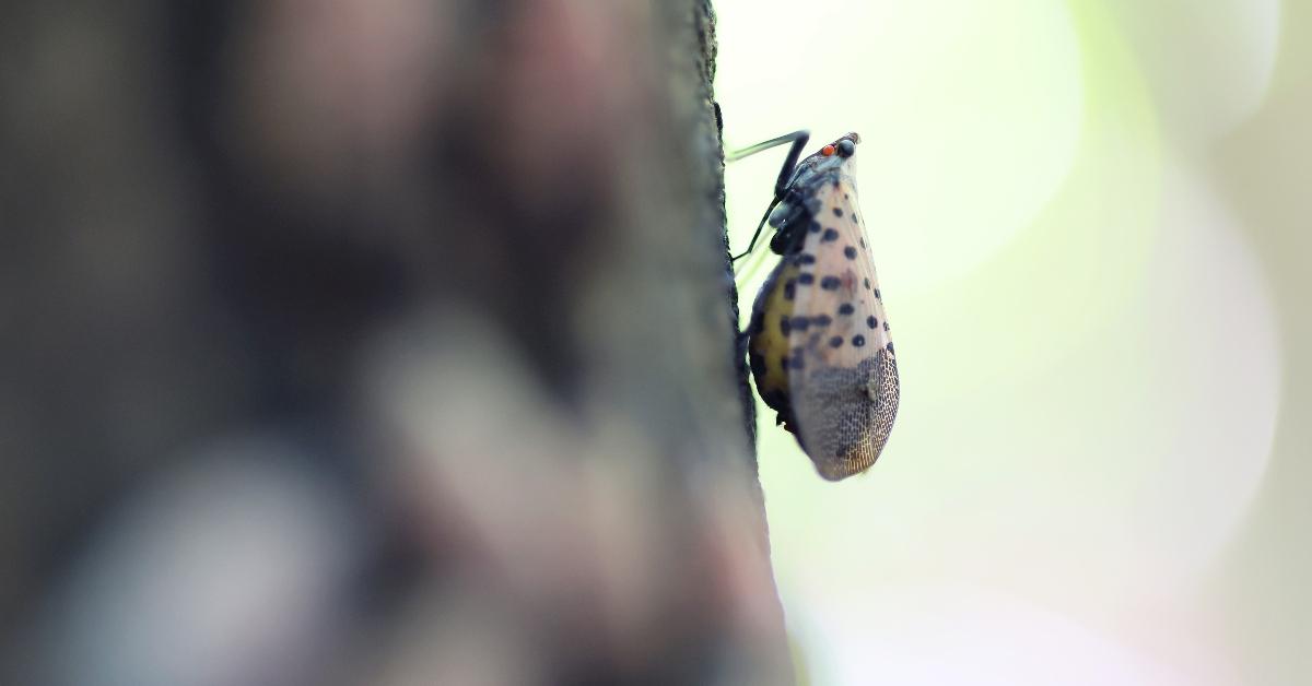 A spotted lanternfly on a tree. 