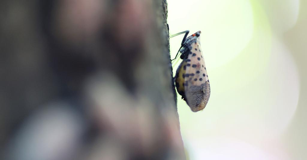 one-user-s-viral-hack-for-how-to-kill-spotted-lantern-flies